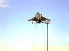 harrier06.JPG