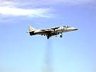 harrier11.JPG