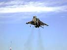 harrier15.JPG