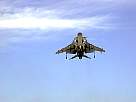 harrier16.JPG
