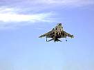 harrier17.JPG