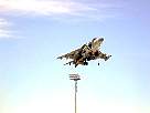 harrier18.JPG