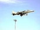 harrier20.JPG