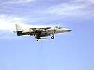 harrier21.JPG