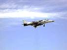 harrier29.JPG