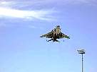 harrier33.JPG