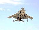 harrier34.JPG