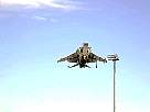 harrier35.JPG