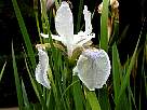 fotos de flores - fondo de pantalla de flor de lirio blanco mojado con gotas de lluvia