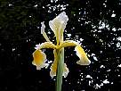 fotos de flores - fondo de pantalla de iris amarillo y blanco