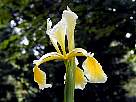 fotos de flores - fondo de pantalla de iris amarillo y blanco