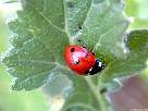 7 dot ladybird beetle