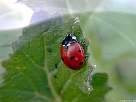 7 dot ladybird beetle snapshot