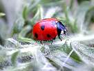 seven dot ladybird beetle snapshot