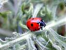 7 dot ladybird beetle photo