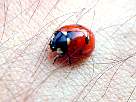 seven dot ladybird beetle photo