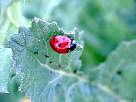 seven dot ladybird beetle photograph