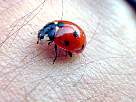 seven dot ladybird beetle