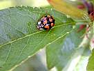 mariquita de manchas anaranjadas y negras