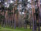 bosque de El Espinar