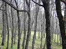 bosque de El Espinar