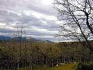 bosque de El Espinar