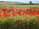 paisaje con macizo de amapolas, trigales y campos