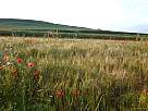 fotos de paisajes - foto de paisaje de campo de cereal al atardecer, con cardos y amapolas