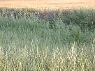 fotos de paisajes - foto de hierbas del campo de Ajalvir