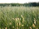 fotos de paisajes - paisaje de campo con hierbas