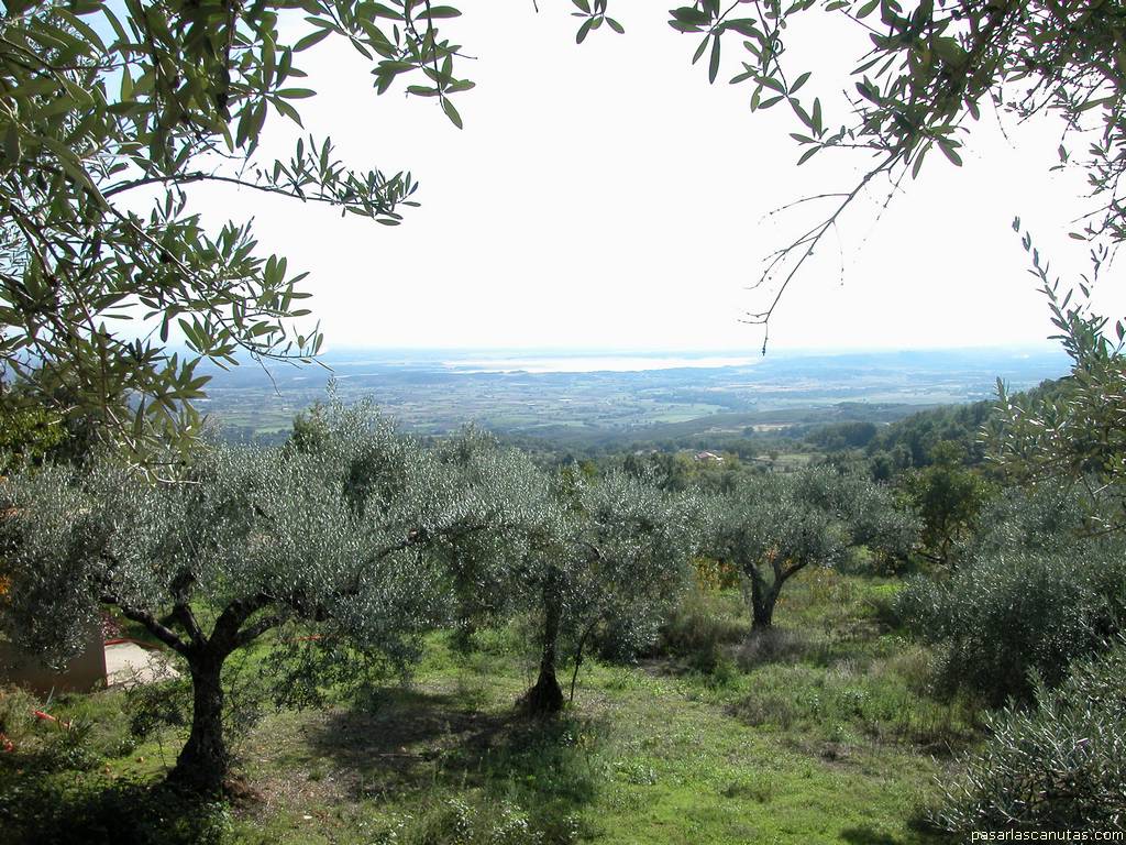 fondo de pantalla de paisaje de olivos