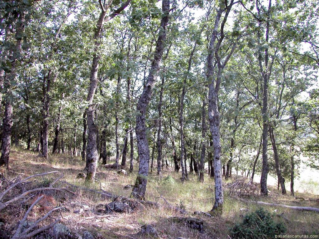 fondo de pantalla de paisaje de bosque de robles