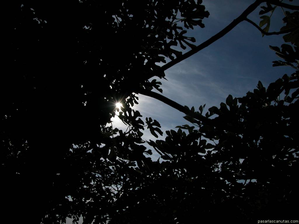 fondo de pantalla de contraluz: sol e higuera
