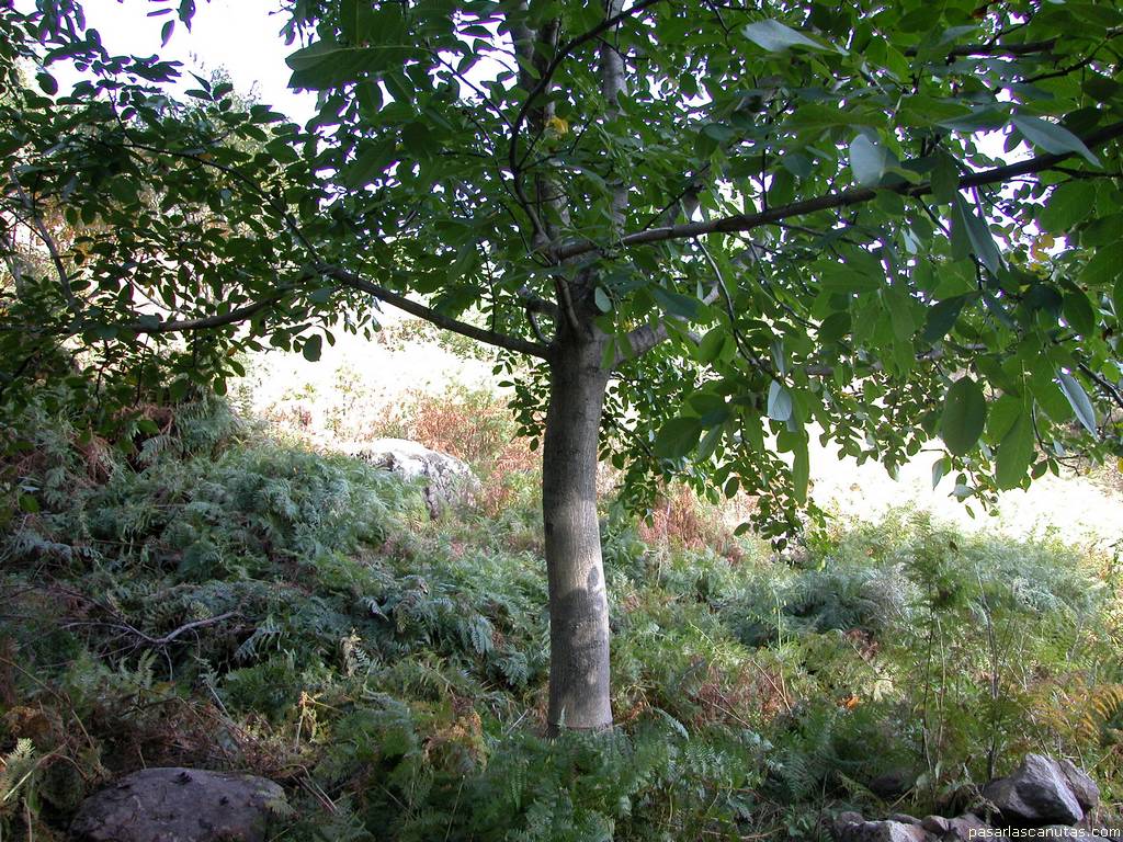 fondo de pantalla de �rbol: nogal