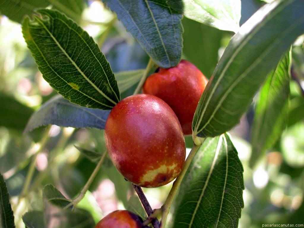 fondo de pantalla de fruta de la azufaifa