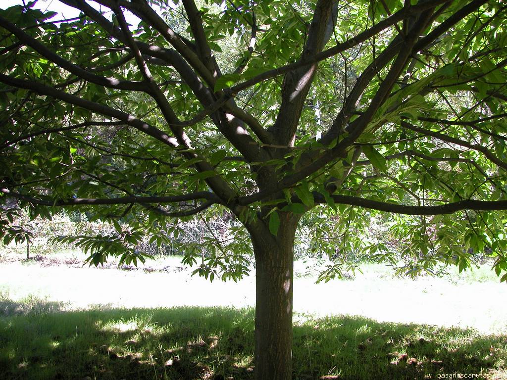 fondo de pantalla de casta�o