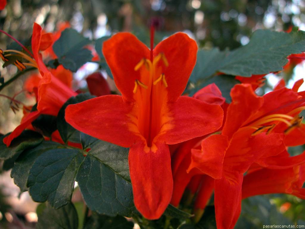 fondo de pantalla de flor roja