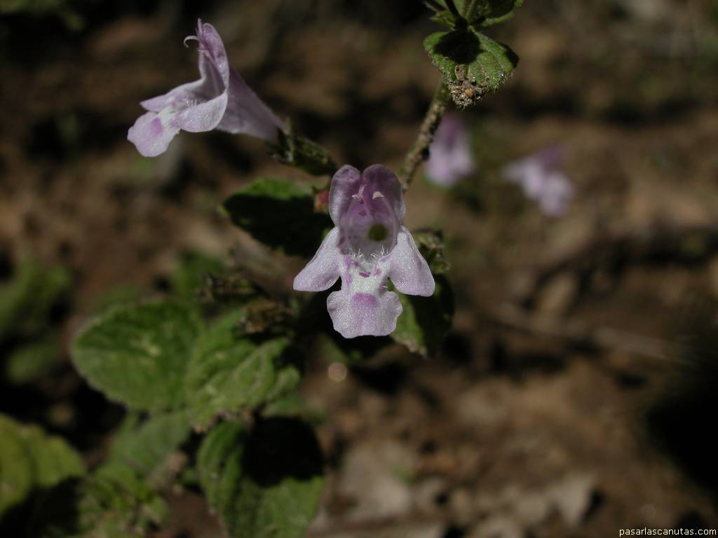 fondo de pantalla de flor silvestre