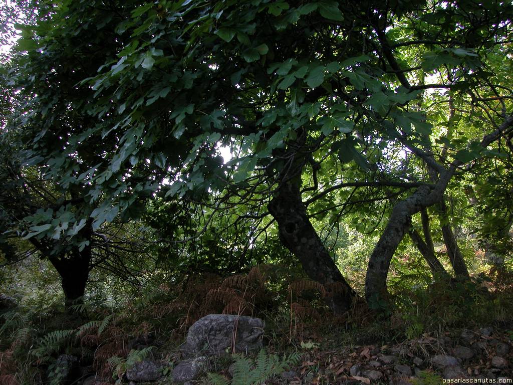 fondo de pantalla de umbr�a de higuera