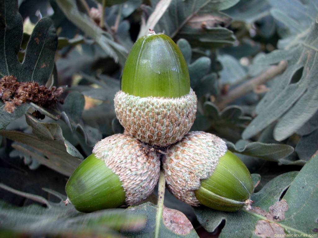 fondo de pantalla de bellotas de roble