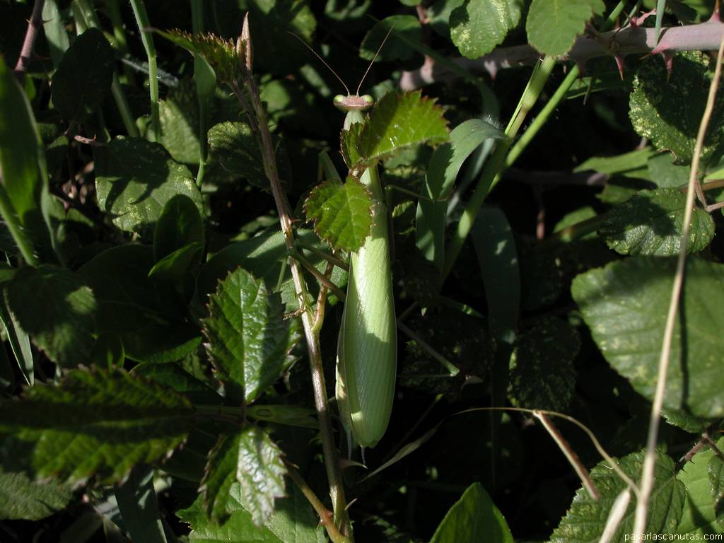 foto de mantis religiosa