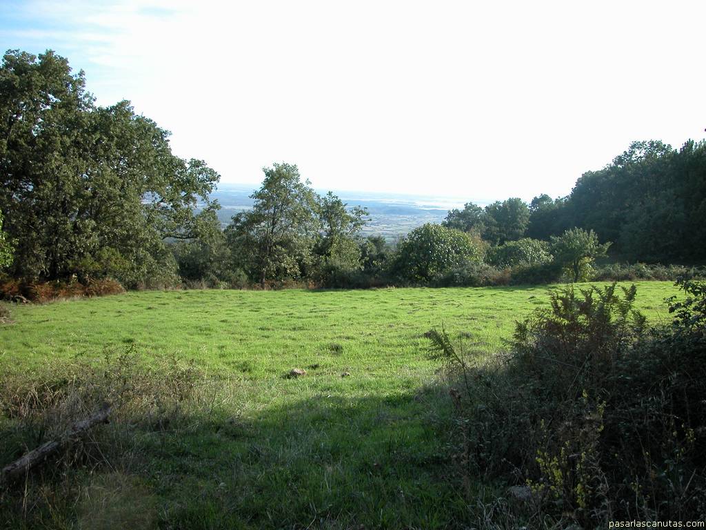 fondo de pantalla de prado y bosque