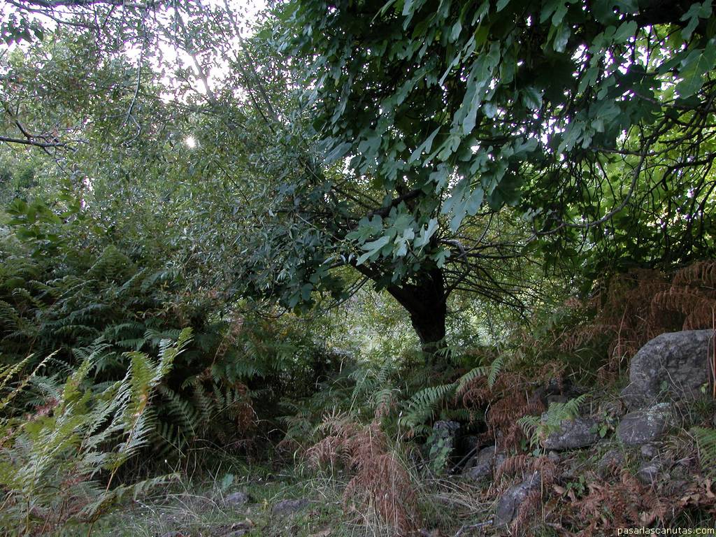 fondo de pantalla de higuera, helechos y floresta