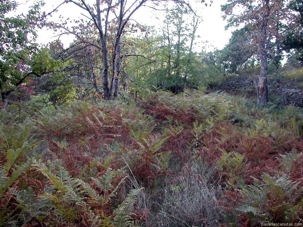 fondo de pantalla de bosque con helechos