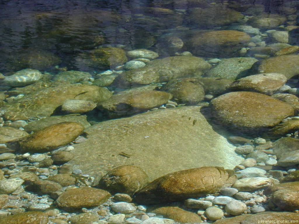 fondo de pantalla de remanso y pececillos