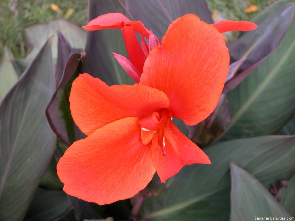 fondo de pantalla de flor roja