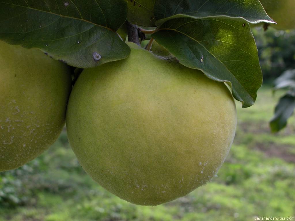 fondo de pantalla de fruta: membrillo