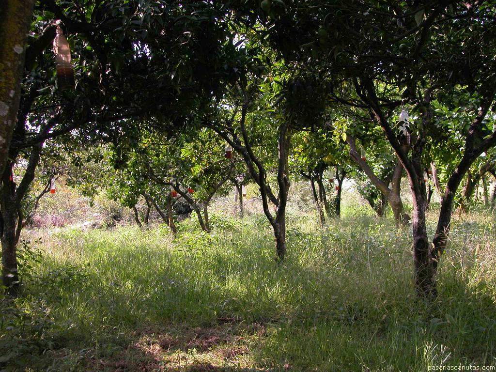 Fondo de pantalla de huerta de �rboles frutales tras el molino