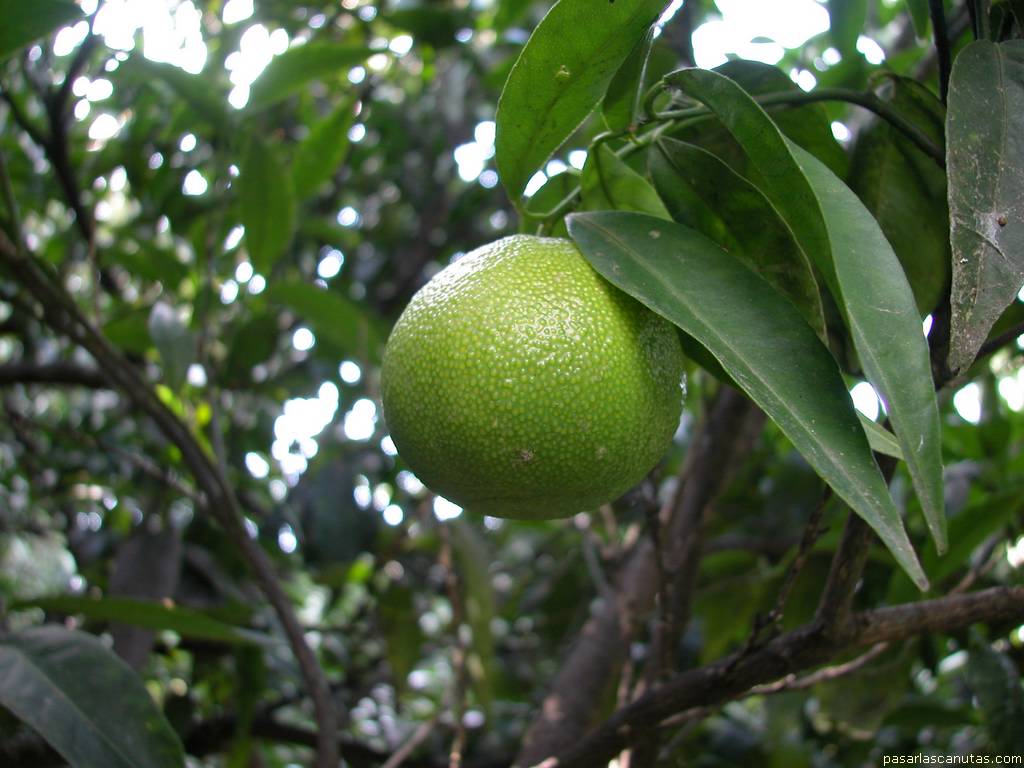 fondo de pantalla de fruta: naranja verde