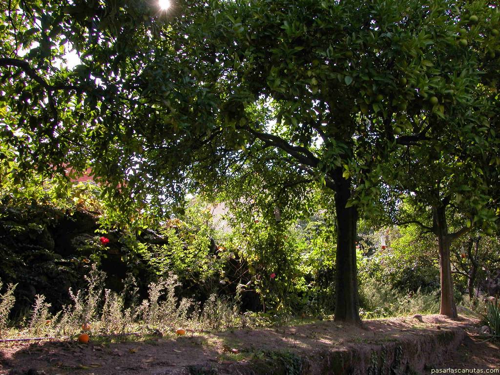 fondo de pantalla de �rbol frutal: naranjo a contraluz